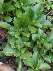 Pachysandra terminalis