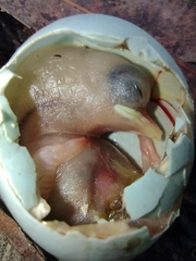 Acridotheres tristis