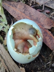 Acridotheres tristis
