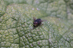 Compsomyiops callipes