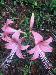 Hippeastrum stylosum