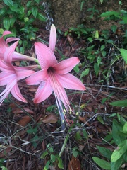 Hippeastrum stylosum