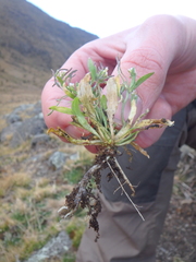 Plasmodiophora brassicae