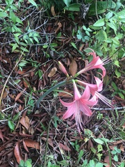 Hippeastrum stylosum