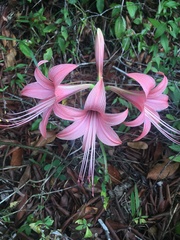 Hippeastrum stylosum