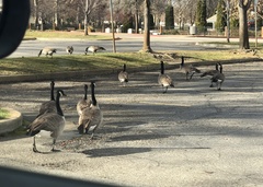 Branta canadensis