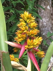 Aechmea aquilega