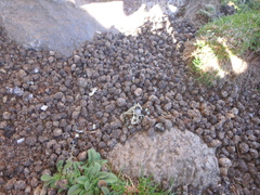 Procavia capensis