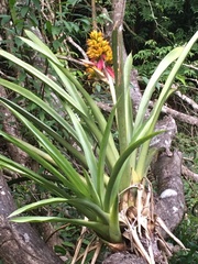 Aechmea aquilega