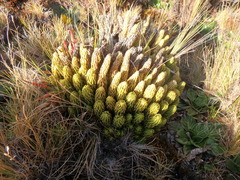 Phlegmariurus saururus