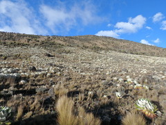 Dendrosenecio keniensis