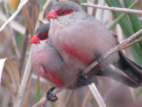 Common Waxbill