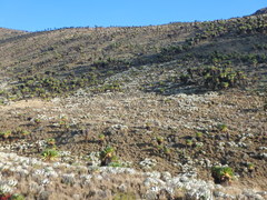 Dendrosenecio keniensis