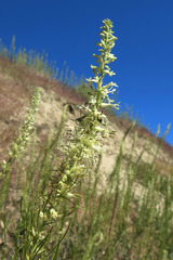 Thelypodium milleflorum