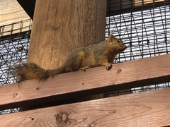 Sciurus niger