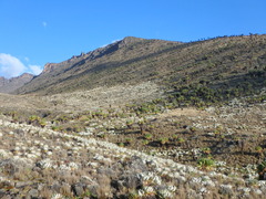 Dendrosenecio keniensis