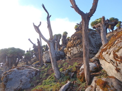 Dendrosenecio keniodendron