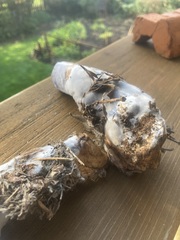 Cortinarius cyanites