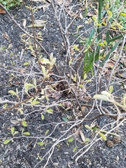 Viburnum sieboldii