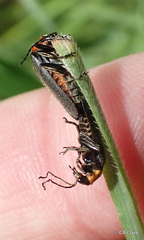Cyrtomoptera divisa