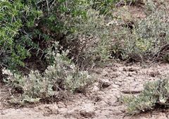 Atriplex vestita