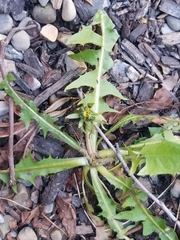Taraxacum officinale