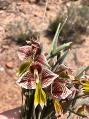 Gladiolus watermeyeri