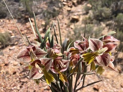 Gladiolus watermeyeri