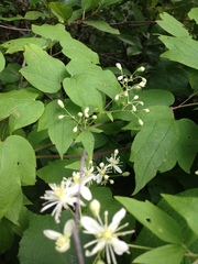Clematis catesbyana