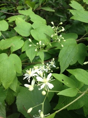 Clematis catesbyana