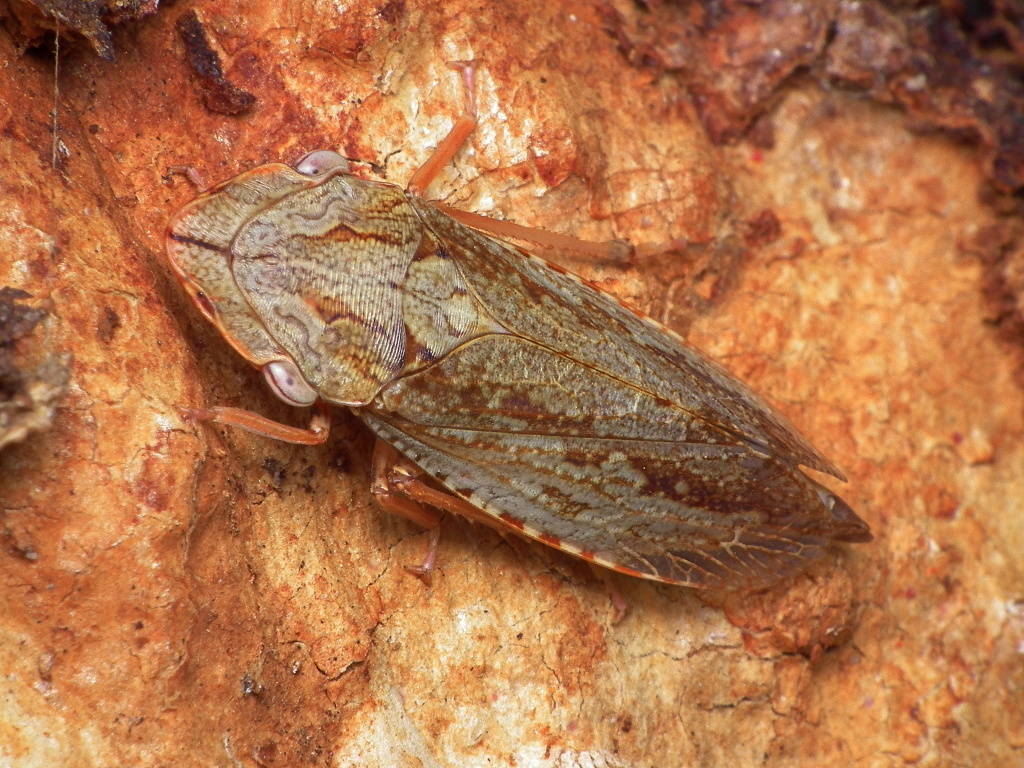 Stenocotini