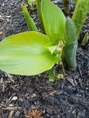 Hosta