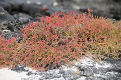 Sesuvium edmonstonei