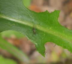 Uroleucon verbesinae