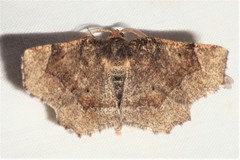 Metarranthis hypochraria