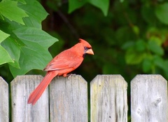 Cardinalis