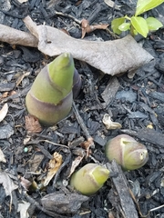 Hosta