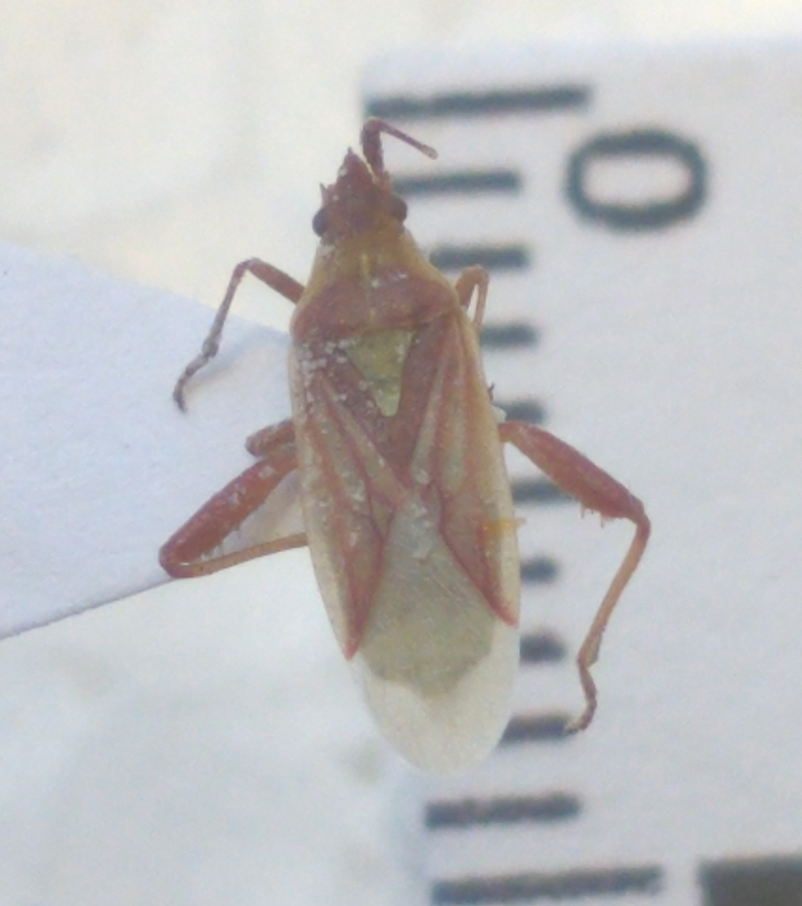 Harmostes procerus