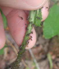 Uroleucon verbesinae