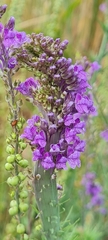 Linaria purpurea