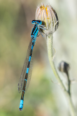 Coenagrion caerulescens