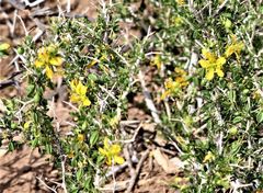 Roepera lichtensteiniana