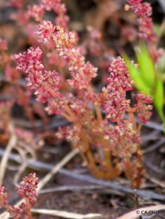 Crassula connata connata