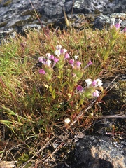 Triphysaria versicolor versicolor