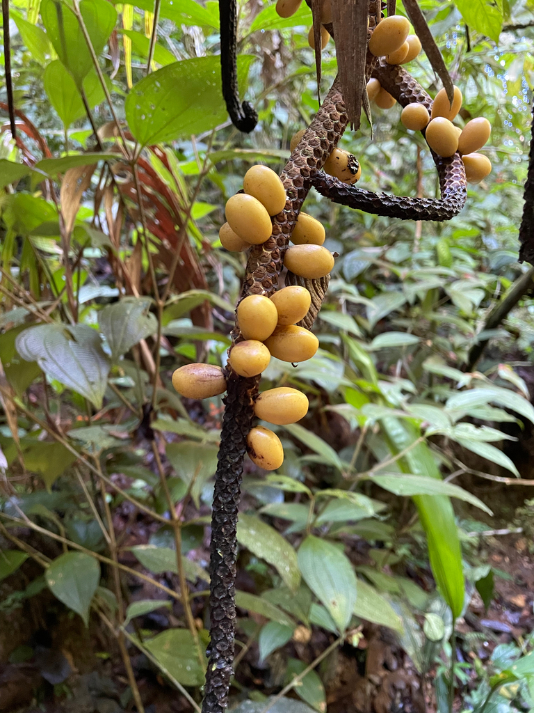 Pholidostachys pulchra