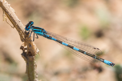 Coenagrion caerulescens