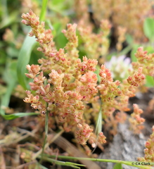 Crassula connata connata