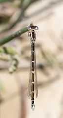 Coenagrion caerulescens