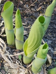Hosta