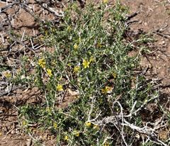 Roepera lichtensteiniana